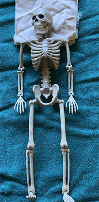 The Plastic Skeleton now named Neferqesut